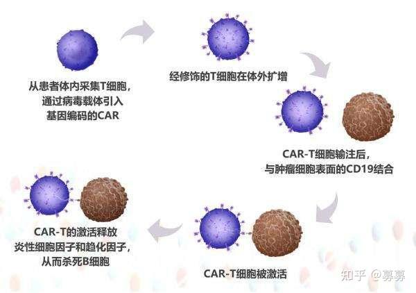 生物制品行业深度报告：双抗&CAR-T：新一代BCDT疗法新星，进军千亿自免蓝海市场