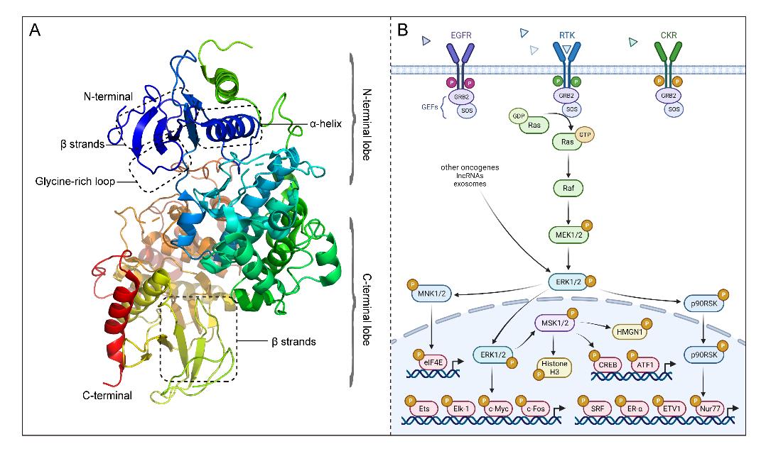 迪哲医药：DZD8586作为全新非共价LYN/BTK双靶点抑制剂展现良好抗肿瘤活性和安全性
