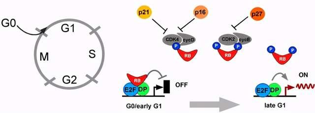 迪哲医药：DZD8586作为全新非共价LYN/BTK双靶点抑制剂展现良好抗肿瘤活性和安全性