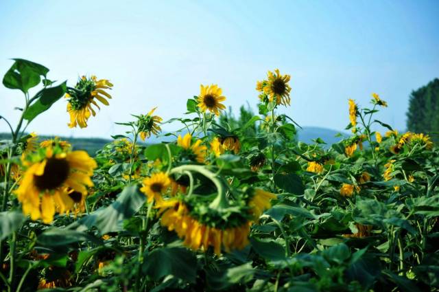 打“飞的”赏花火了!一季度低空经济企业注册增长超200%