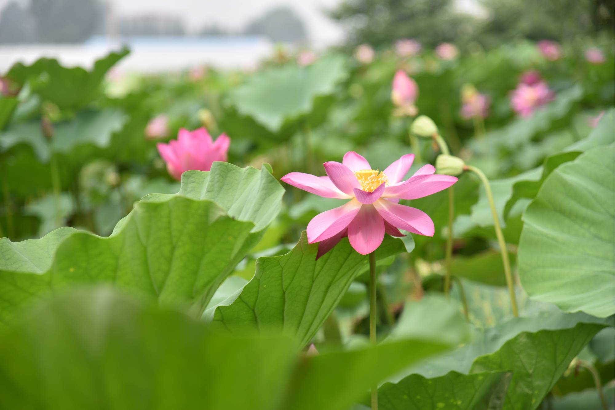 农旅融合助发展，潭头村做对了哪三件事？