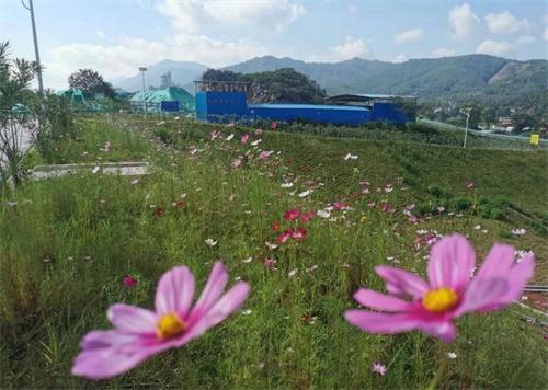 涨停雷达：中报预增+水泥+国企 万年青触及涨停