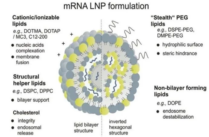 键凯科技:与康希诺合作开发新型可离子化甾醇脂质递送系统