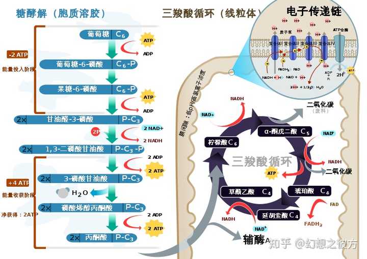 盈康生命：公司已组织和参与多元化的投资者交流活动，向市场传递公司战略与价值，切实维护全体股东利益