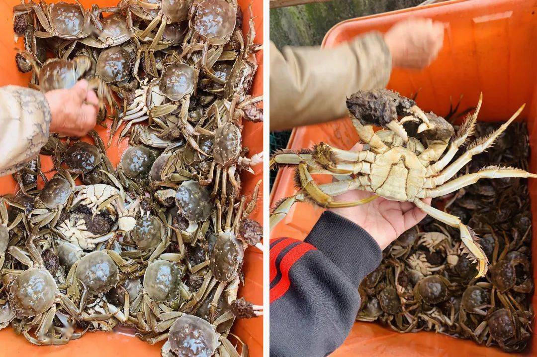 大闸蟹将进入捕捞高峰，现存近八千家相关企业，苏州占比过半