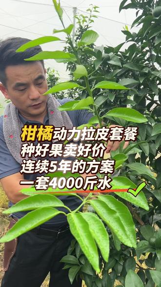 从“好果卖好价”到“好价促好果”农夫山泉重塑脐橙产业品质生态