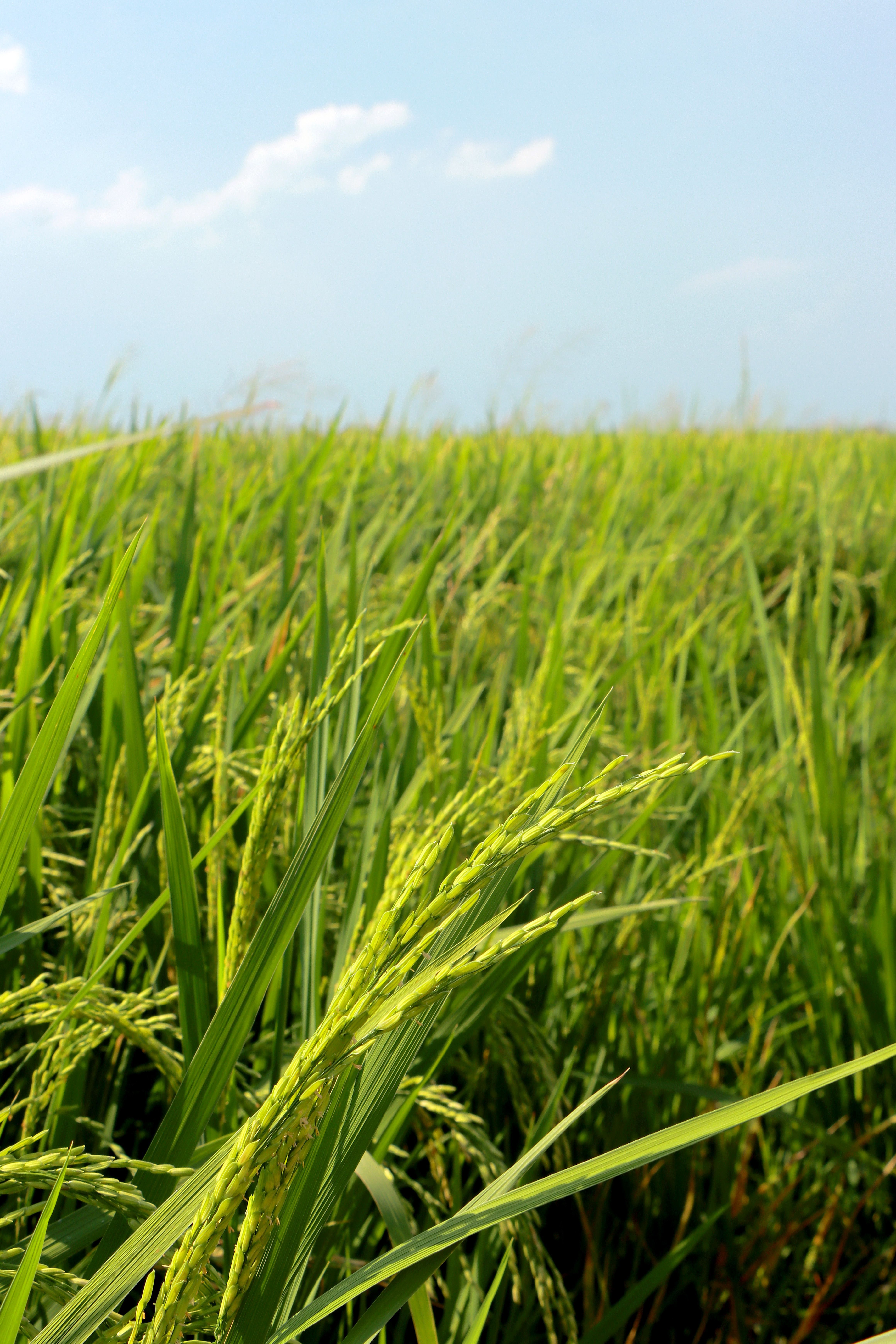 今年粮食产量1.43万亿斤！企查查：今年已注册农业种植企业54万家